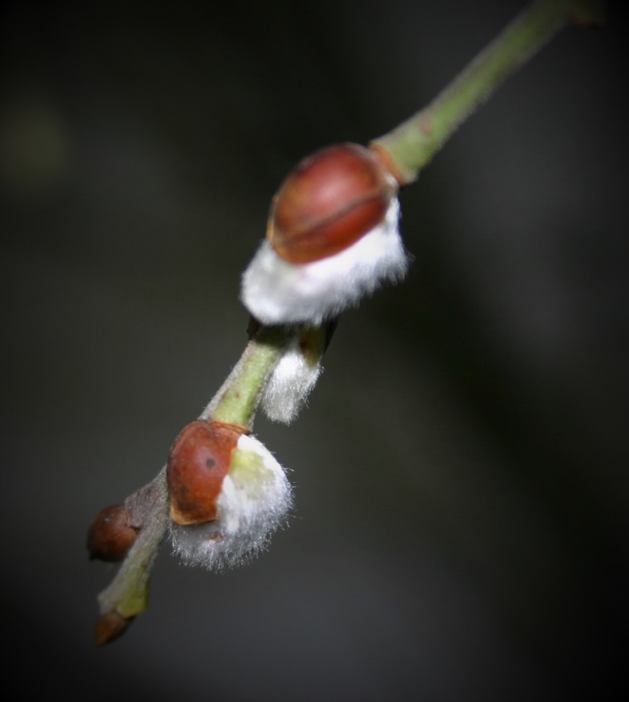 Frühling